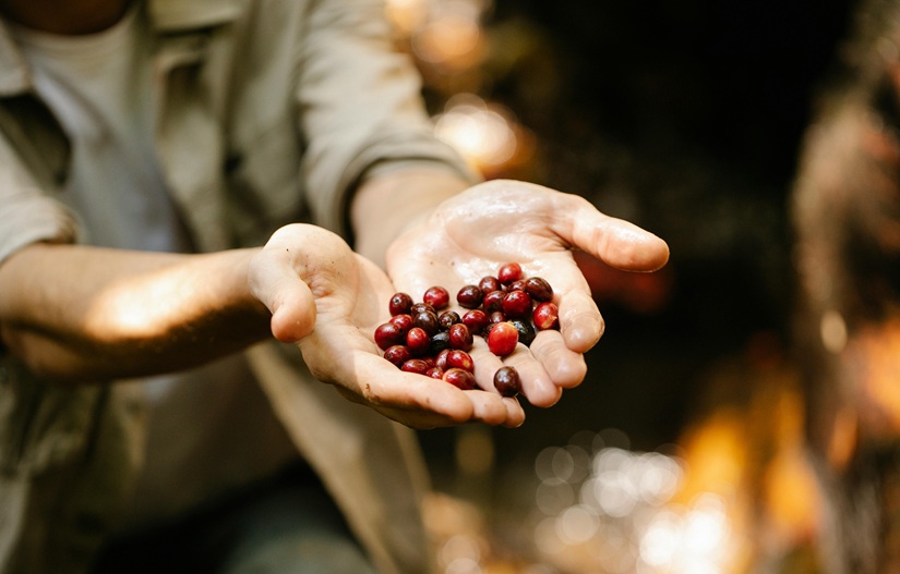 ziarna kawy robusta arabica